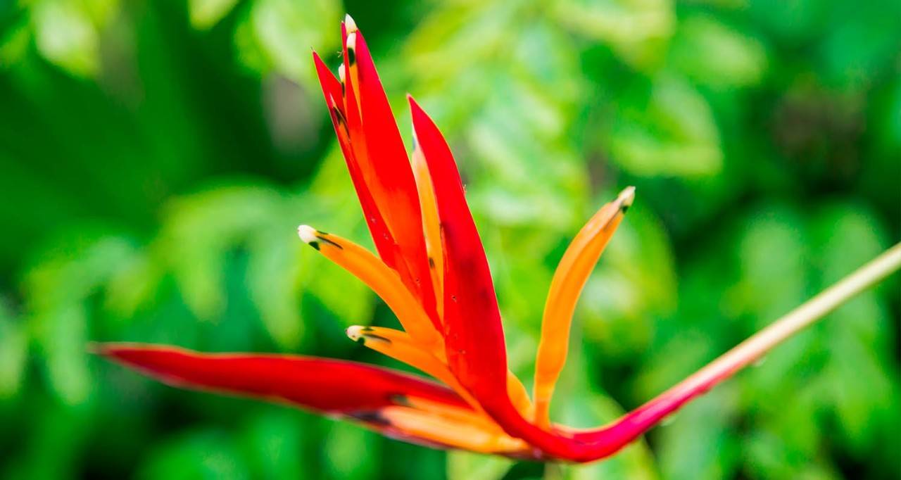 Flor roja