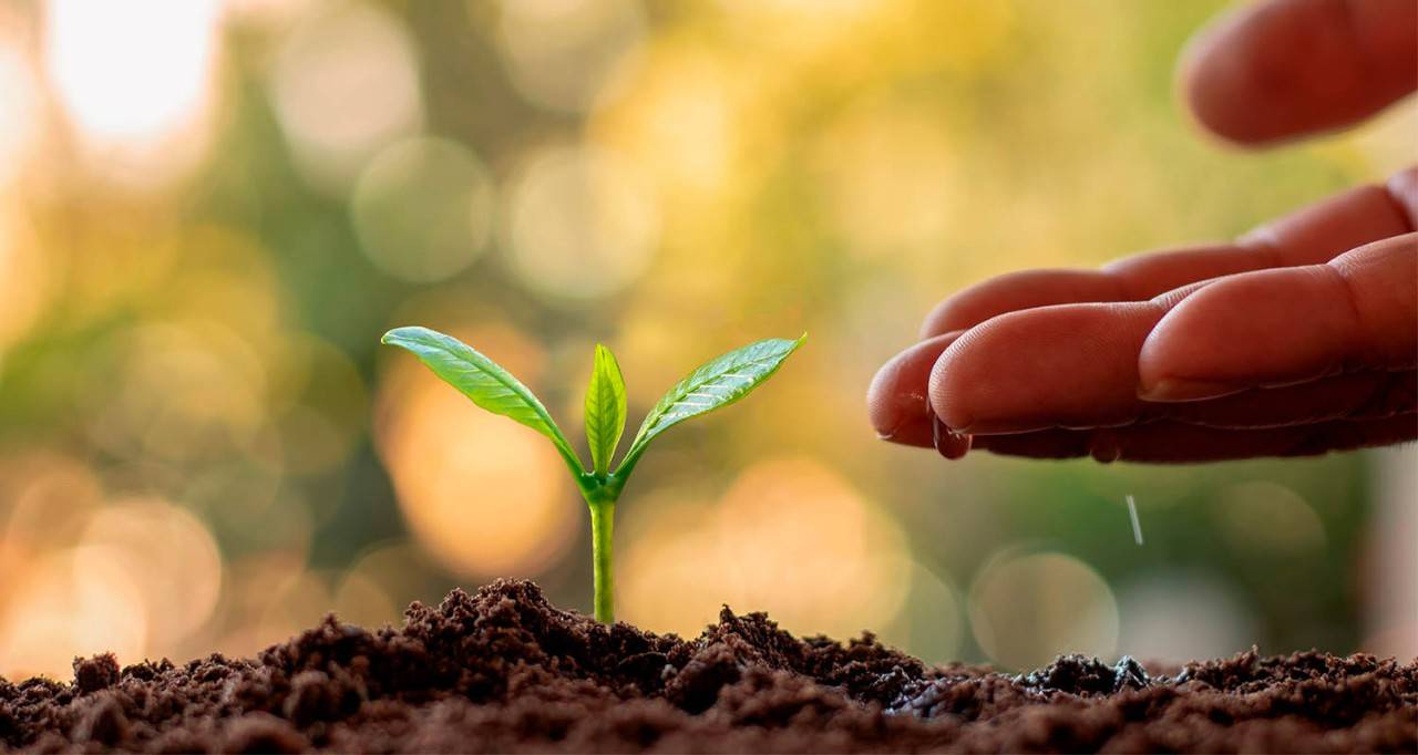 Mano acercándose a una planta pequeña